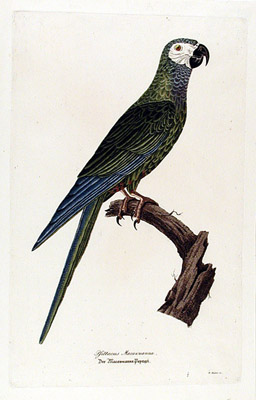Red-bellied Macaw