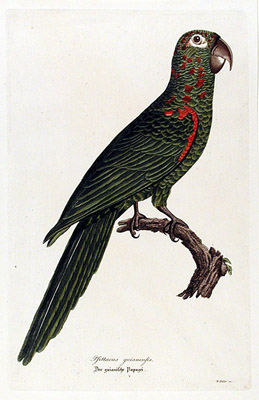 White-eyed Conure
