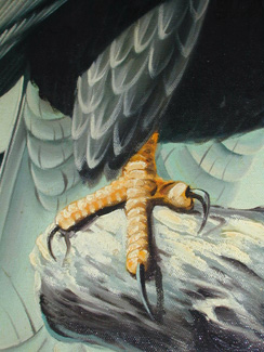 Talon Detail