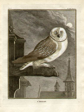 Buffon Owl