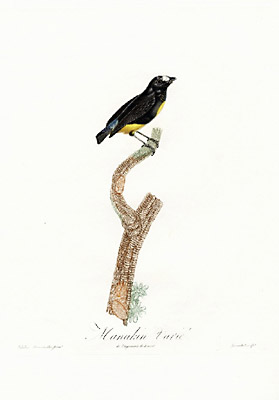 Manakin Varie