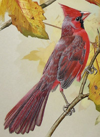 Detail of cardinals