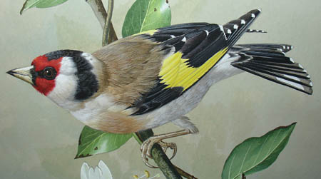 Detail of goldfinch