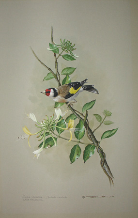 British Goldfinch and Wild Honeysuckle