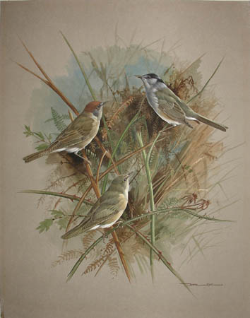 Blackcap and Garden Warbler
