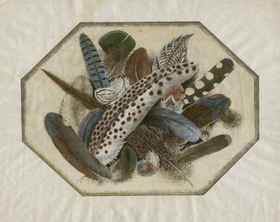 Feathers