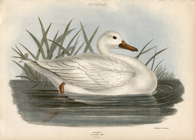 Swan