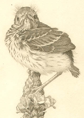 Bird Perched on Wildflower