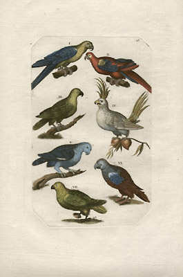 Parrots, Plate 118