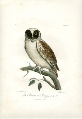 La Chouette � Masque noir