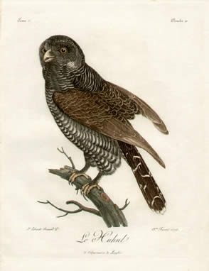 Le Huhul, owl