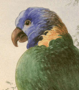 detail
