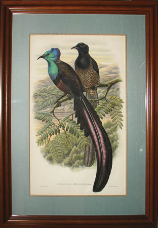 Astrarchia Stephaniae, Finsch. [Stephanie's Astrapia]