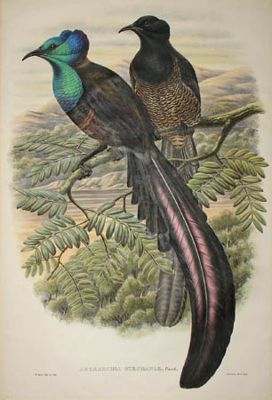 Astrarchia Stephaniae, Finsch. [Stephanie's Astrapia]