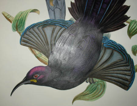 Epimachus Ellioti, Ward [Elliot's Bird of Paradise]