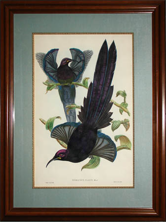 Epimachus Ellioti, Ward [Elliot's Bird of Paradise]