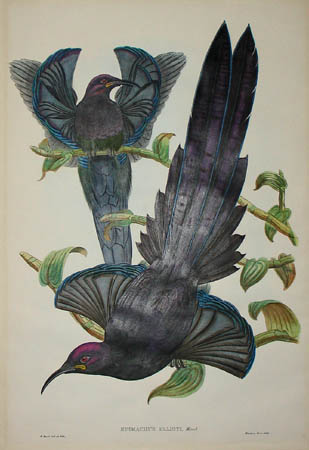Epimachus Ellioti, Ward [Elliot's Bird of Paradise]