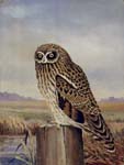 Steffen Folk Art Paintings