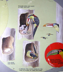 Toucan Plaque