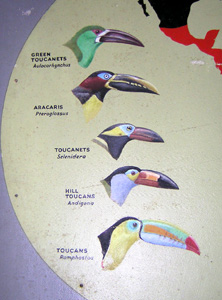 Toucan Plaque