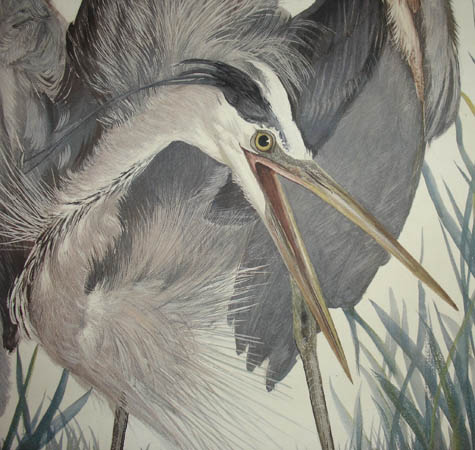 Great Blue Heron