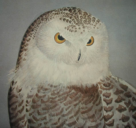 Snowy Owl