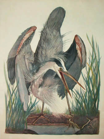 Great Blue Heron