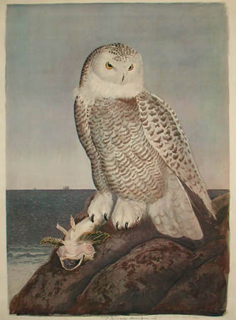 Snowy Owl