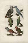 Pair of Parrot Prints and Pair of Peacock Prints