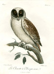 Levaillant birds