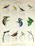 Leaves from the Book of Nature: 14 Folio Salesman's Sheets, from The Naturalist's Library