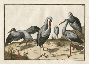 Stork