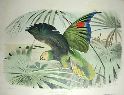 Travies Parrot