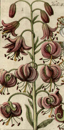 Detail of lilies
