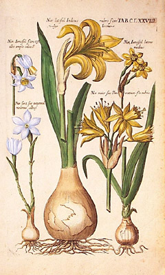 Plate 2