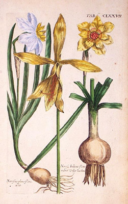 Plate 3