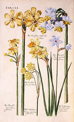 Plate 4