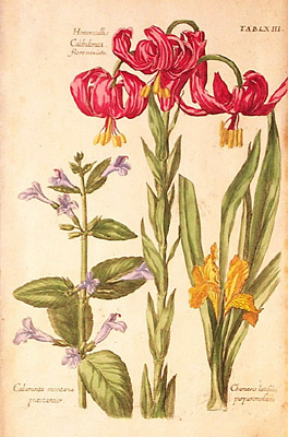 Plate 5