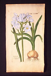 Plate 6 (full sheet view)