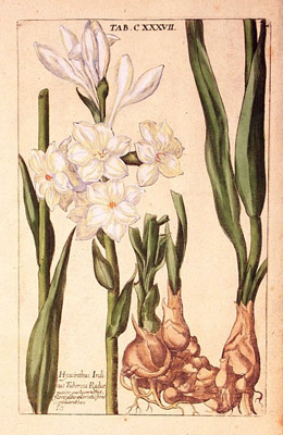 Plate 7