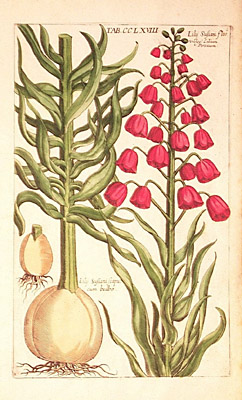 Plate 8