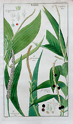 Geonoma Palm Tree