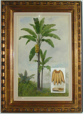 Ward Banana Tree Framed