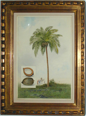 Ward Coconut Tree Framed