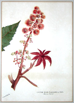 Blake Flowers