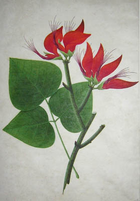 Coral Tree