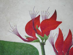 Coral Tree