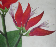 Coral Tree