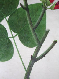 Coral Tree