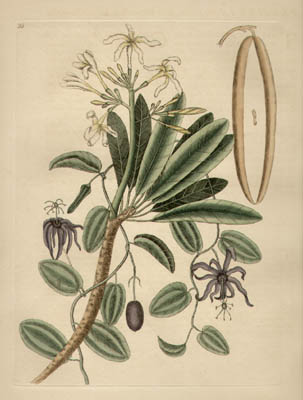 Catesby Botanical